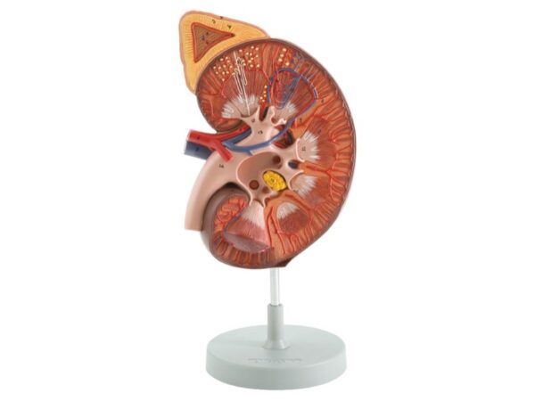 Modello Anatomico Rene con Sezione Frontale - Ingrandimento 3x