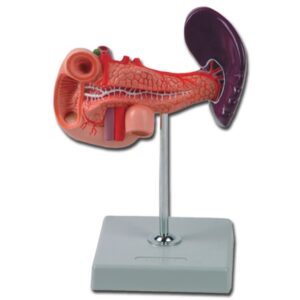 Modello Anatomico Pancreas con Milza e Duodeno 1X Grandezza Naturale