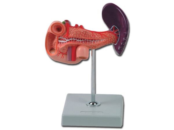 Modello Anatomico Pancreas con Milza e Duodeno 1X Grandezza Naturale