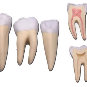 Set 3 Modelli Denti Ingranditi 10x - Canino, Molare, Incisivo - 5 Parti
