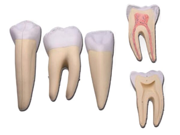 Set 3 Modelli Denti Ingranditi 10x - Canino, Molare, Incisivo - 5 Parti