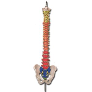 Modello Anatomico Colonna Vertebrale con Codice Colori e Bacino - 2 pz