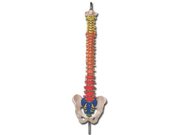 Modello Anatomico Colonna Vertebrale con Codice Colori e Bacino - 2 pz