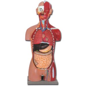 Torso Anatomico Muscolare Dual Sex Aperto Dietro a Grandezza Naturale - 28 Parti - 1