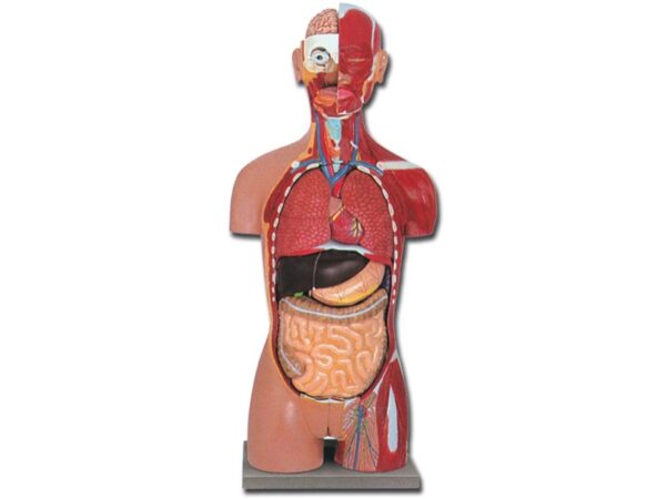 Torso Anatomico Muscolare Dual Sex Aperto Dietro a Grandezza Naturale - 28 Parti