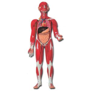 Modello Anatomico Muscolatura Corpo Umano con Organi Scala 1:2