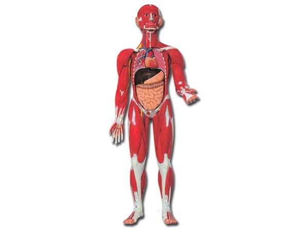 Modello Anatomico Muscolatura Corpo Umano con Organi Scala 1:2