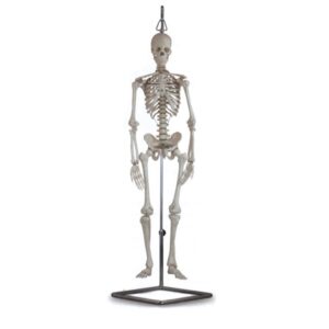 Mini Scheletro Umano Anatomico Scala 1/2 con Teschio Scomponibile