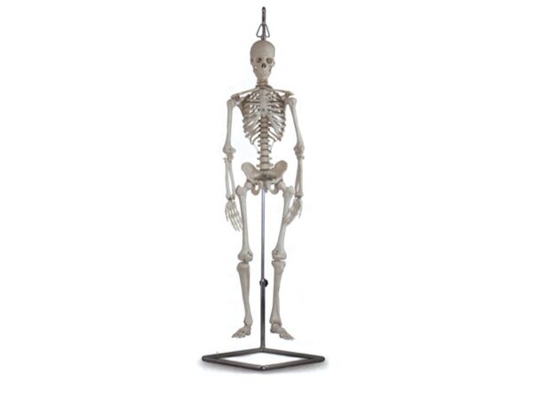 Mini Scheletro Umano Anatomico Scala 1/2 con Teschio Scomponibile