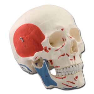 Modello Cranio Umano Anatomico 1:1 con Muscoli 3 Parti - 2 pezzi