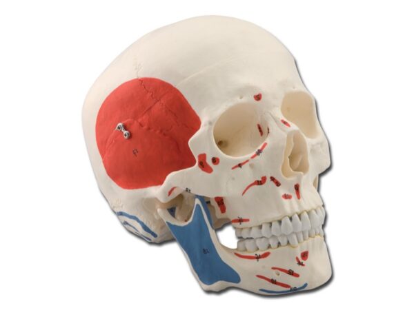 Modello Cranio Umano Anatomico 1:1 con Muscoli 3 Parti - 2 pezzi