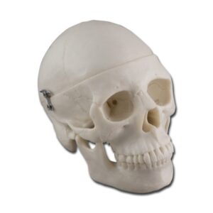 Modello Anatomico Mini Cranio Umano 0,5X - Calotta e Mandibola Mobili - 4 pz