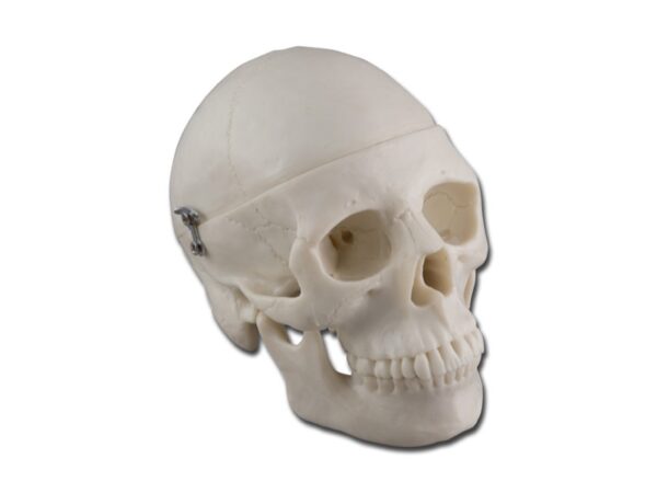 Modello Anatomico Mini Cranio Umano 0,5X - Calotta e Mandibola Mobili - 4 pz