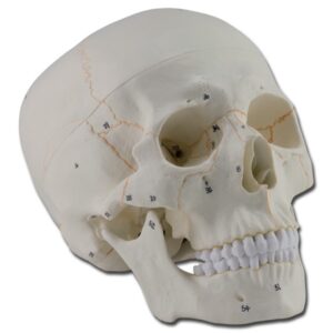 Modello Anatomico Cranio Umano Scala 1:1 3 Parti Numerato con Calotta e Mandibol