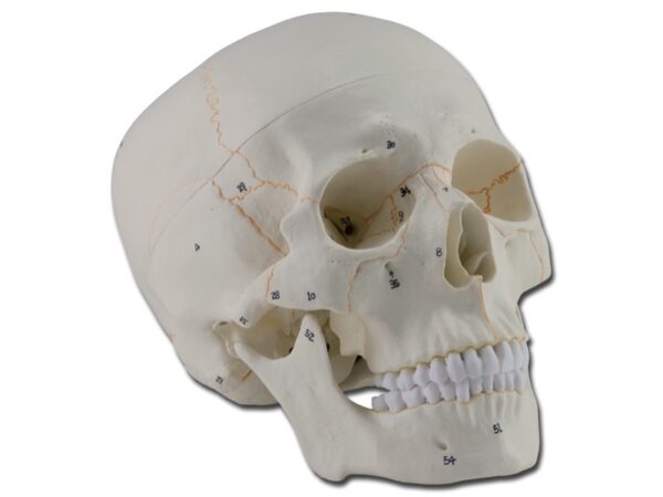 Modello Anatomico Cranio Umano Scala 1:1 3 Parti Numerato con Calotta e Mandibol