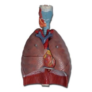 Modello Anatomico Sistema Respiratorio 7 Parti Dimensioni Reali - 1