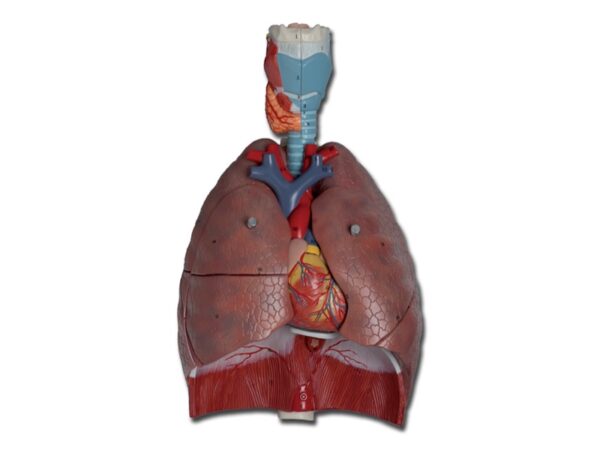 Modello Anatomico Sistema Respiratorio 7 Parti Dimensioni Reali