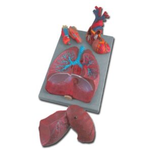Modello Anatomico Sistema Respiratorio 7 Parti Dimensioni Reali - 2
