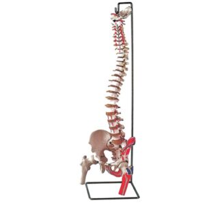 Modello Anatomico Colonna Vertebrale con Femori e Muscolatura