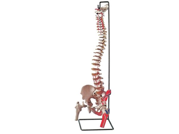 Modello Anatomico Colonna Vertebrale con Femori e Muscolatura