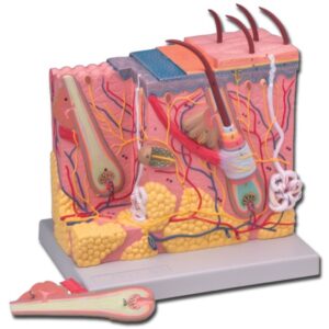 Modello Anatomico del Derma Ingrandimento 70X