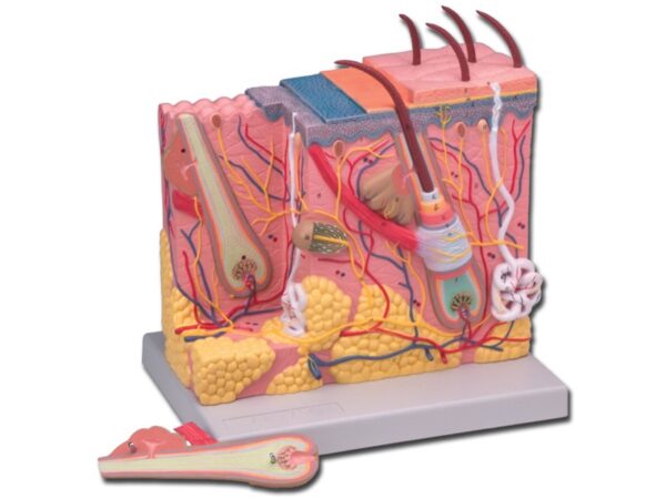 Modello Anatomico del Derma Ingrandimento 70X