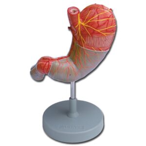Modello Anatomico Stomaco 2 Parti Ingrandimento 1,5X