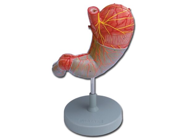 Modello Anatomico Stomaco 2 Parti Ingrandimento 1,5X
