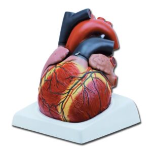 Modello Anatomico Cuore Sezionato 4 Parti Scala 3X - 1