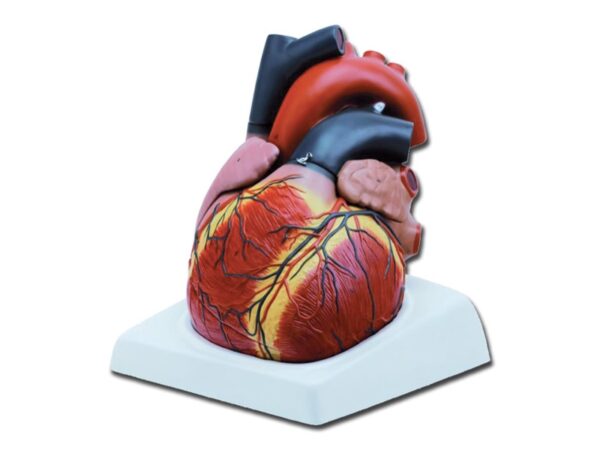Modello Anatomico Cuore Sezionato 4 Parti Scala 3X