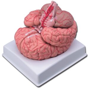Modello Anatomico Cervello con Arterie 9 Parti Scomponibili - 1