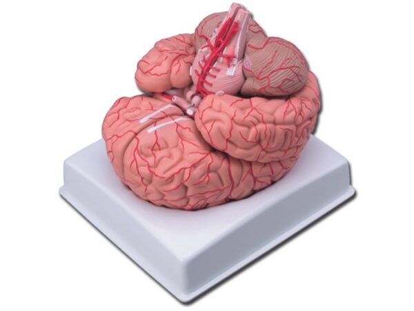 Modello Anatomico Cervello con Arterie 9 Parti Scomponibili