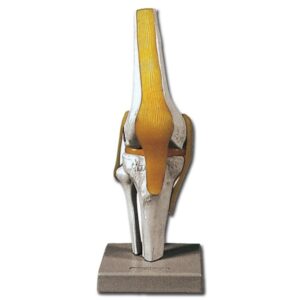 Modello Anatomico Ginocchio Funzionale, Menisco e Legamenti, 12x12x31 cm - 2 pz
