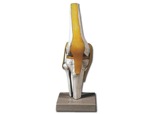 Modello Anatomico Ginocchio Funzionale, Menisco e Legamenti, 12x12x31 cm - 2 pz