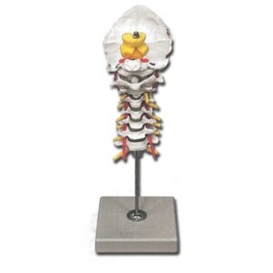 Modello Anatomico Colonna Vertebrale Cervicale con 7 Vertebre e Dischi Intervert