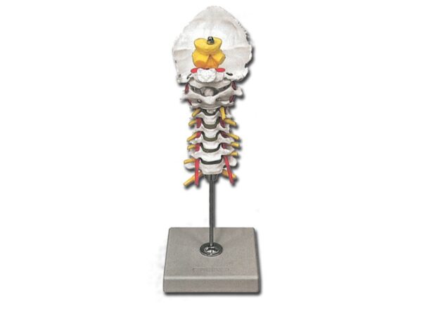 Modello Anatomico Colonna Vertebrale Cervicale con 7 Vertebre e Dischi Intervert