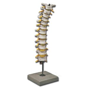 Modello Anatomico Colonna Vertebrale Toracica con Dischi Intervertebrali - 3 pz
