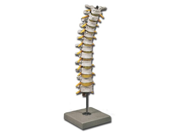 Modello Anatomico Colonna Vertebrale Toracica con Dischi Intervertebrali - 3 pz