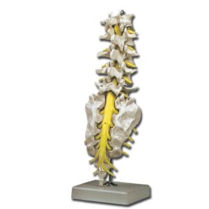 Modello Anatomico Colonna Lombare con Osso Sacro e Coccige - 2 pezzi