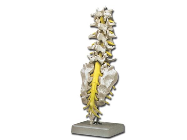 Modello Anatomico Colonna Lombare con Osso Sacro e Coccige - 2 pezzi