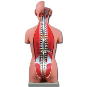Torso Dual Sex Modello Anatomico Aperto Dietro Dimensioni Reali - 27 parti - 1