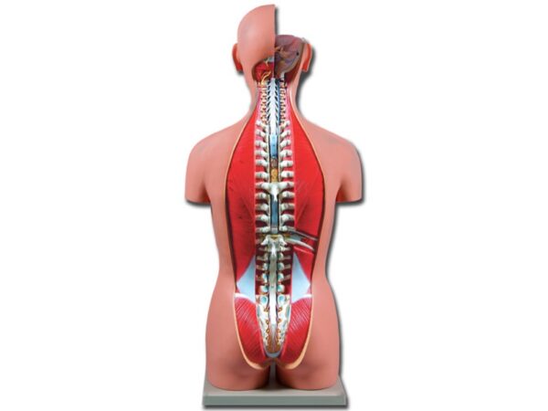 Torso Dual Sex Modello Anatomico Aperto Dietro Dimensioni Reali - 27 parti
