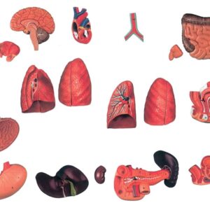 Torso Dual Sex Modello Anatomico Aperto Dietro Dimensioni Reali - 27 parti - 2