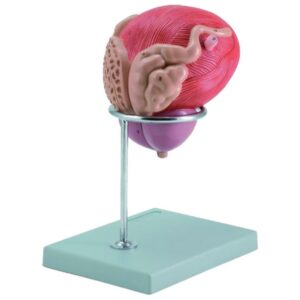 Modello Anatomico Vescica e Prostata 2 Parti 3X