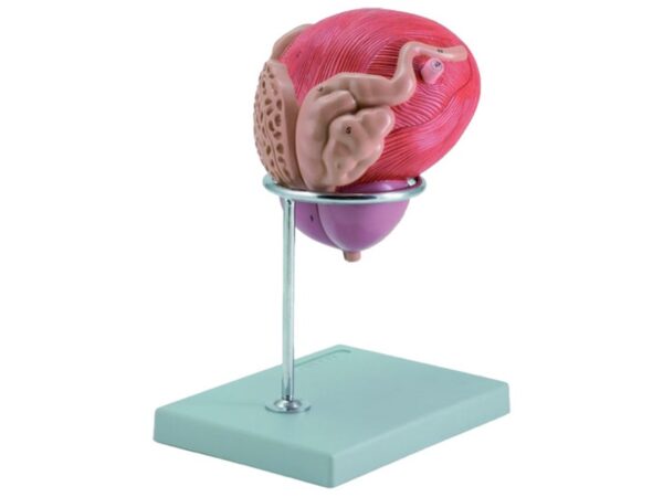 Modello Anatomico Vescica e Prostata 2 Parti 3X