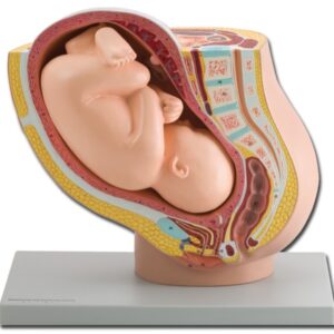 Modello Anatomico Pelvico Femminile con Feto 40 Settimana a Grandezza Naturale