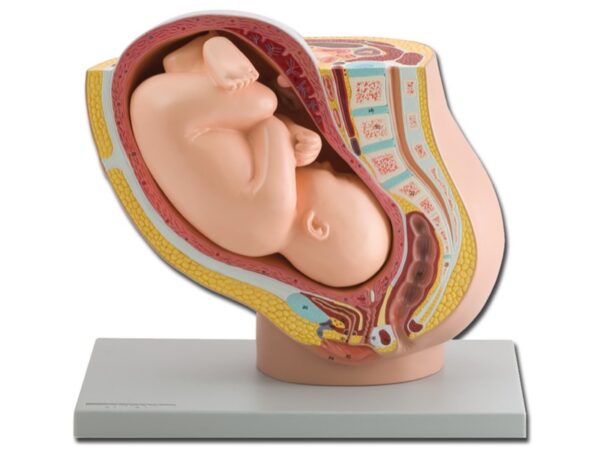 Modello Anatomico Pelvico Femminile con Feto 40 Settimana a Grandezza Naturale