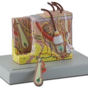 Modello Anatomico del Derma Ingrandimento 30X con Strati e Strutture - 2 pezzi