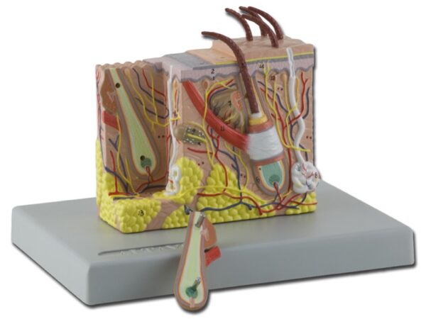 Modello Anatomico del Derma Ingrandimento 30X con Strati e Strutture - 2 pezzi