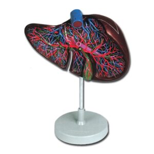 Modello Anatomico Fegato con Cistifellea Sezionato 1,5X - 2 pezzi